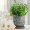 Best reviews of 🛒 Sagebrook Home 5 " Tribal Pattern Planter Withsaucer, Gray 5"H - 5.0" X 5.0" X 5.0" 🤩 -Sagebrook Home Online Shop unnamed file 182