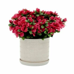 New 🧨 Sagebrook Home Set Of 2 Tribal Planter With Saucer 6, 8", White 8"H - 8.0" X 8.0" X 8.0" 🤩 -Sagebrook Home Online Shop unnamed file 1954