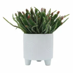 Promo 🤩 Sagebrook Home Ceramic Set Of 2 6, 8" Bravais Footed Planters, White 8.0"H - 8.0" X 8.0" X 8.0" ⭐ 11 Promo 🤩 Sagebrook Home Ceramic Set Of 2 6, 8" Bravais Footed Planters, White 8.0"H - 8.0" X 8.0" X 8.0" ⭐ -Sagebrook Home Online Shop unnamed file 2217
