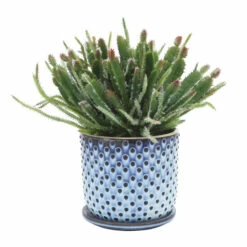 Best Pirce 😀 Sagebrook Home Ceramic 6" Dotted Planter With Saucer, Blue 6"H - 6.0" X 6.0" X 6.0" ⭐ -Sagebrook Home Online Shop unnamed file 560